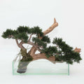Creeping Artificial Cedar Bonsai in Glass Pot