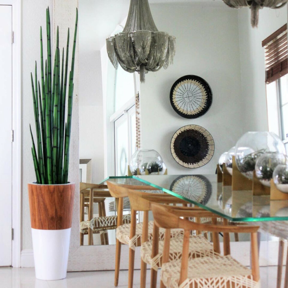 Snake grass (160 cm) with white Lux pot